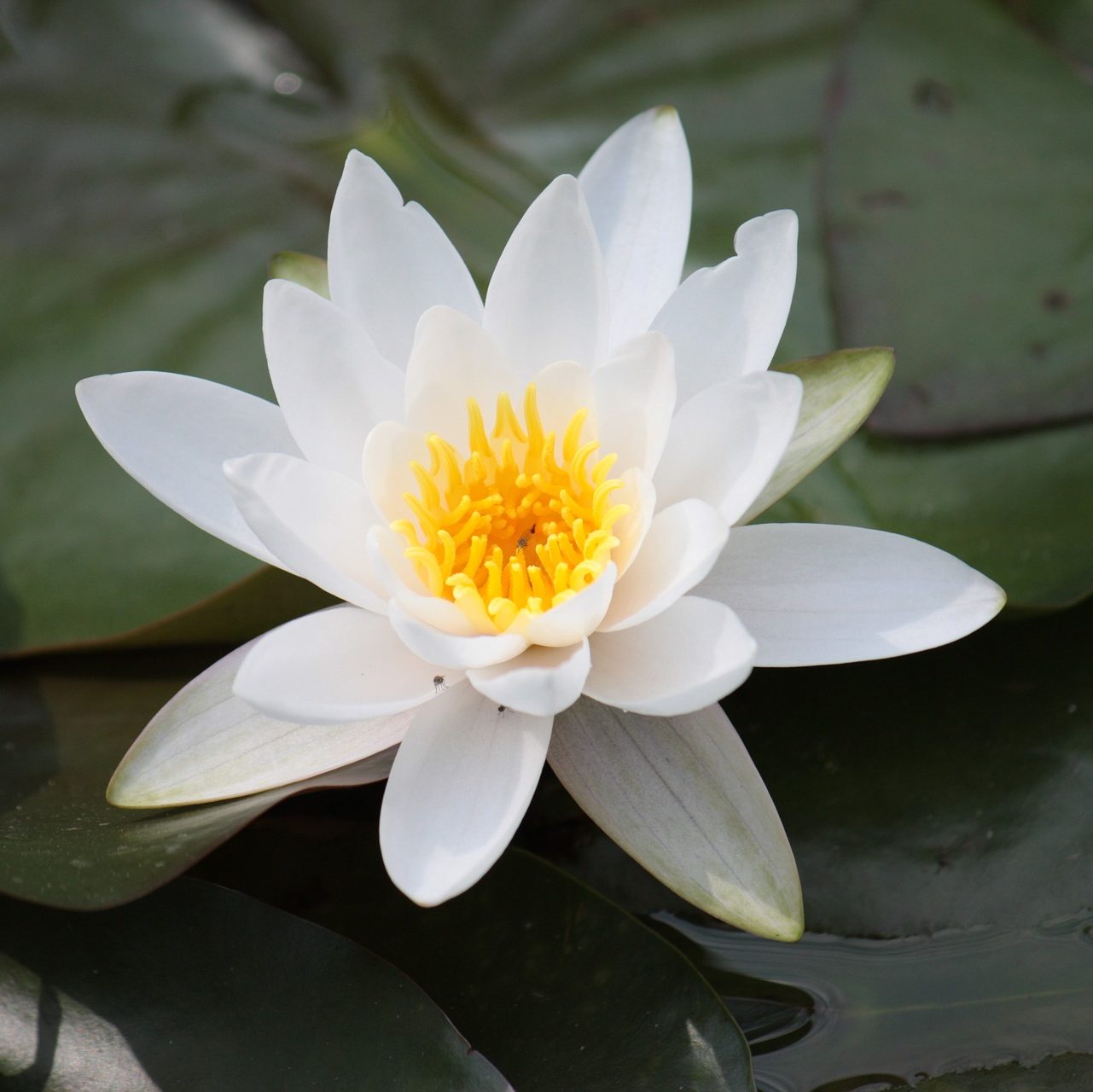 lotus